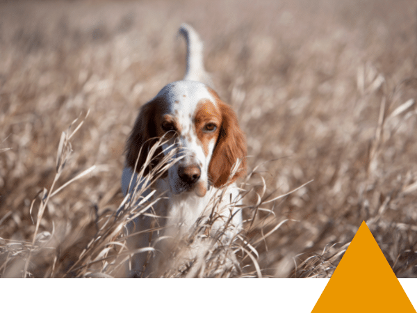Cabinet Gicquel et Desprez - Avocats Vannes et Sarzeau - Droit de la Chasse